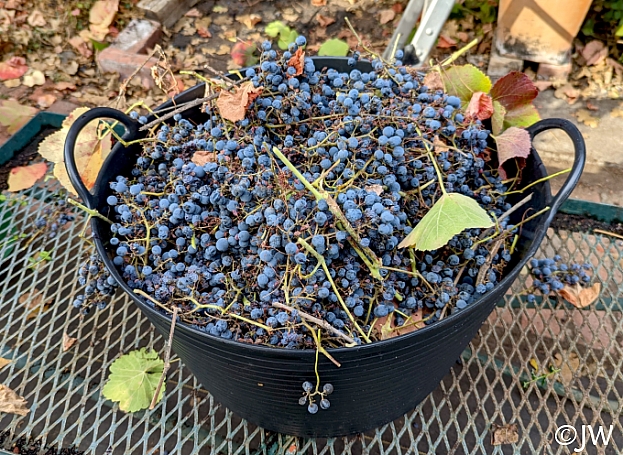 Vitis californica x 'Roger's Red' California grape