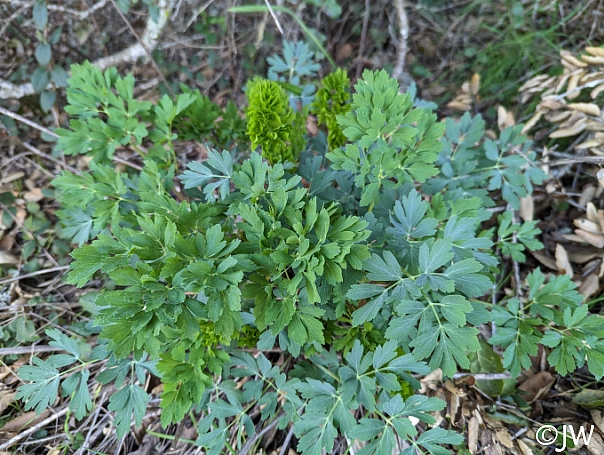 Lomatium californicum  California lomatium