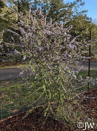Ceanothus  'Berkeley Skies' California lilac