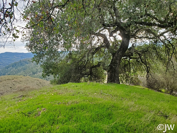 Quercus agrifolia  coast live oak