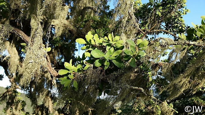 Quercus douglasii  blue oak