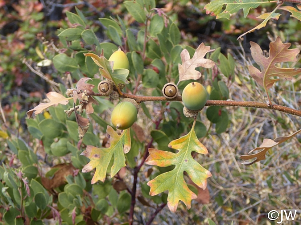 Quercus garryana var. breweri  Brewer's oak