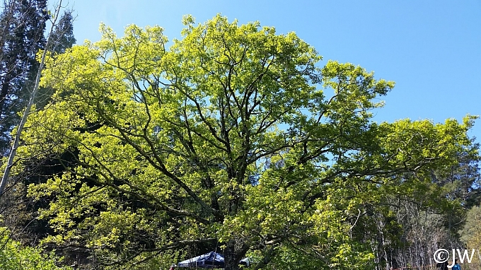 Quercus kelloggii  California black oak