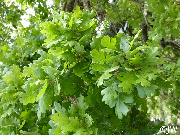 Quercus lobata  valley oak