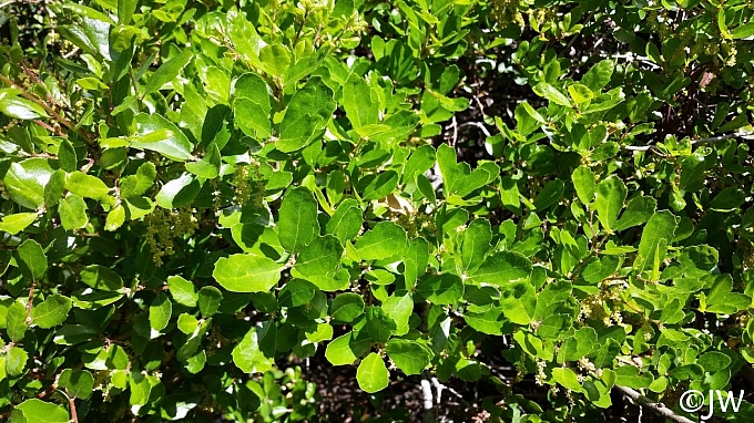 Quercus pacifica  island scrub oak