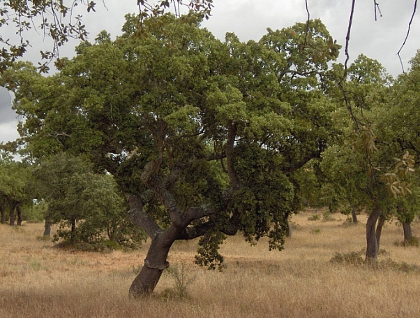 Quercus suber  cork oak