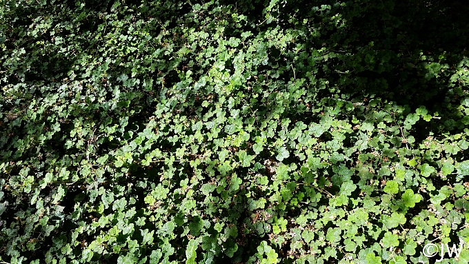 Rubus calycinoides 'Emerald Carpet' creeping raspberry