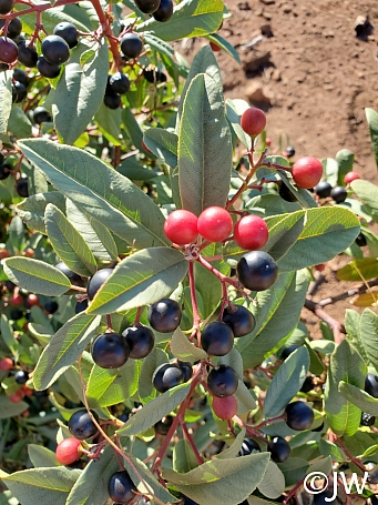 Rhamnus (Frangula) californica  California coffeeberry