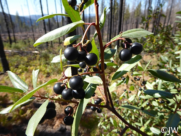 Rhamnus (Frangula) californica  California coffeeberry