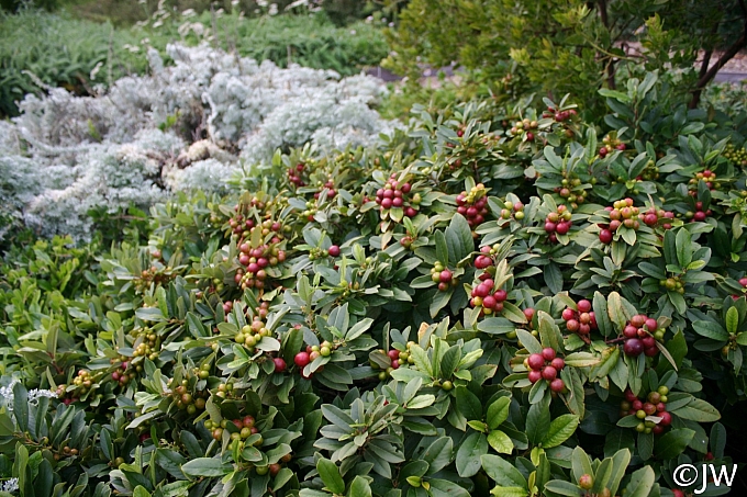 Rhamnus (Frangula) californica 'Seaview' dwarf California coffeeberry