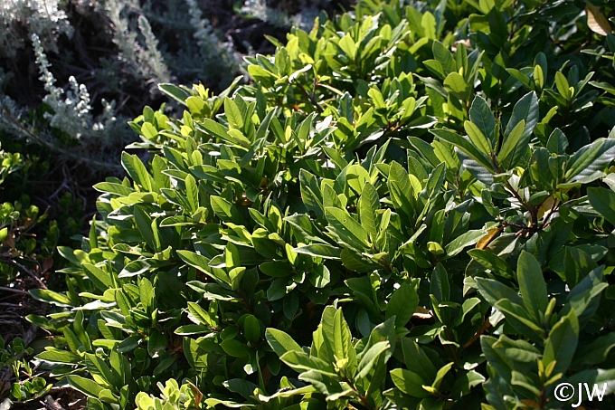 Rhamnus (Frangula) californica 'Seaview' dwarf California coffeeberry