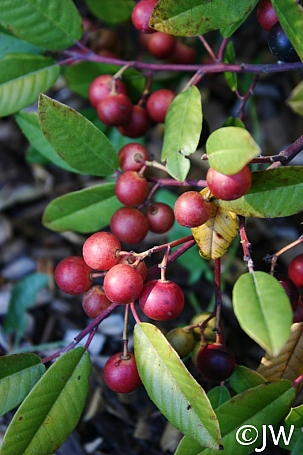 Rhamnus (Frangula) californica 'Eve Case' California coffeeberry