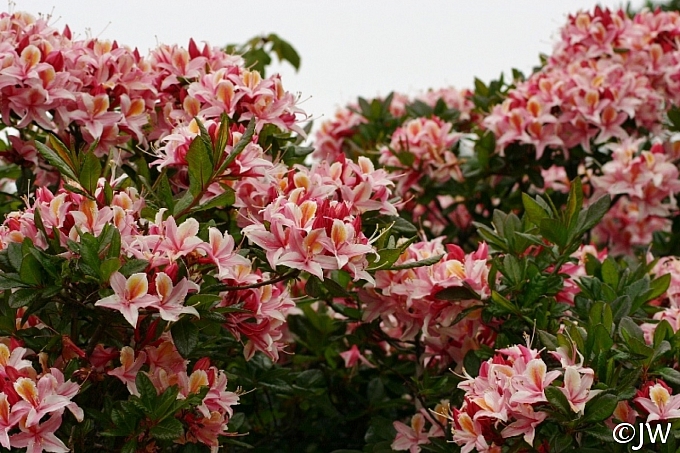 Rhododendron occidentale  western azalea