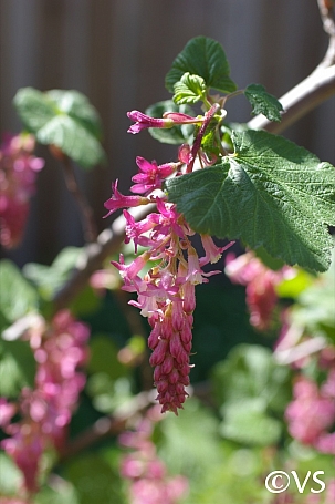 Ribes sanguineum v. glutinosum 'Claremont' pink flowering currant