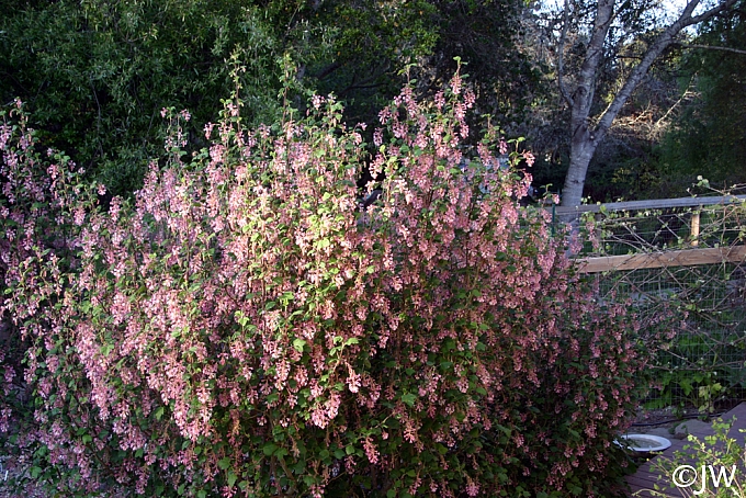Ribes sanguineum v. glutinosum 'Claremont' pink flowering currant