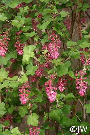 Ribes sanguineum v. glutinosum 'Monte Bello' pink flowering currant