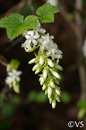Ribes sanguineum v. sanguineum  'White Icicle' white flowering currant