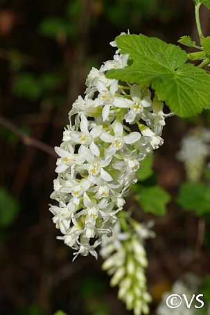 Ribes sanguineum v. sanguineum  'White Icicle' white flowering currant