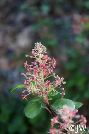 Ribes viburnifolium  Catalina perfume