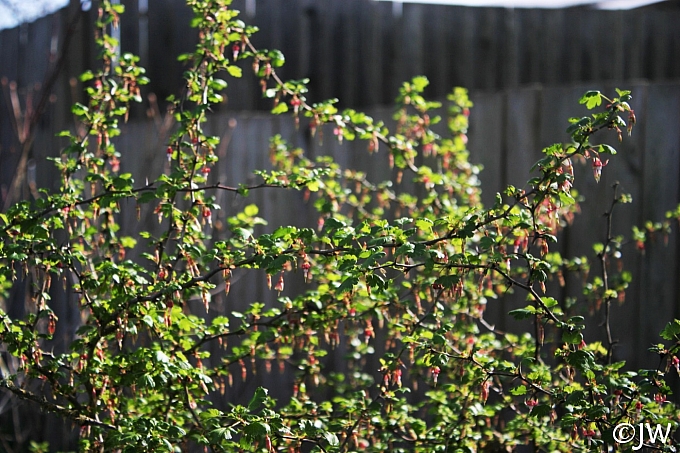 Ribes californicum  California gooseberry, hillside gooseberry