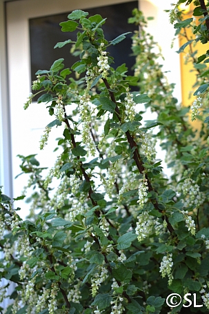 Ribes malvaceum 'Rana White' white chaparral currant