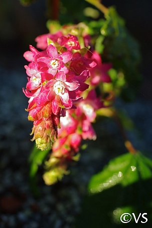 Ribes sanguineum v. glutinosum 'Heart's Delight' pink flowering currant