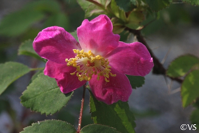 Rosa gymnocarpa  wood rose