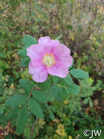 Rosa californica  California wild rose