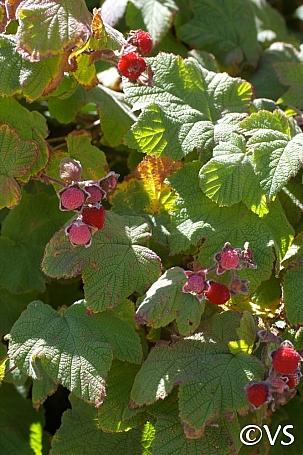 Rubus parviflorus  thimbleberry