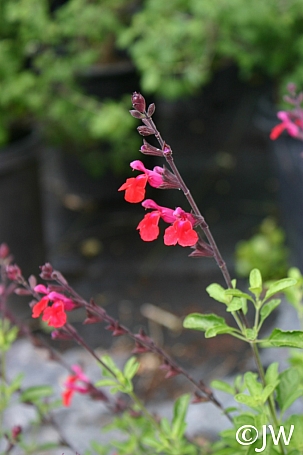 Salvia greggii 'Puebla Cherry' 