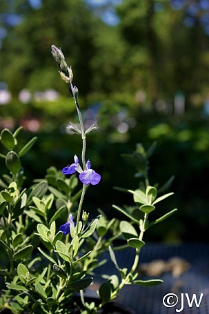 Salvia chamaedryoides  germander sage