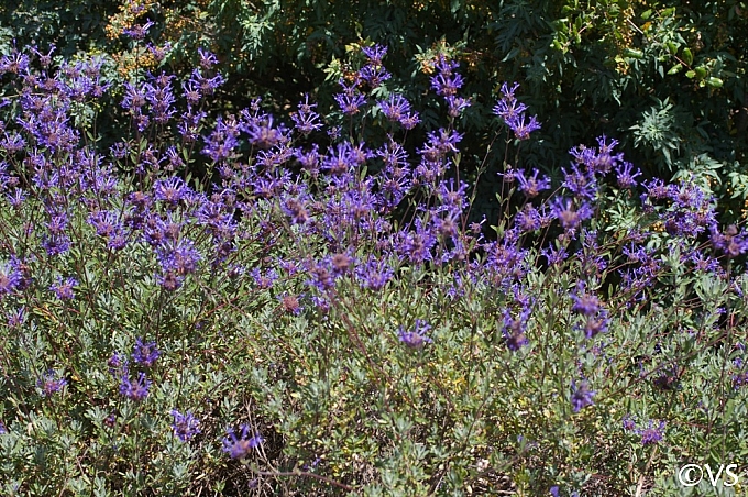 Salvia clevelandii 'Winnifred Gilman' fragrant sage