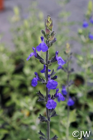 Salvia chamaedryoides 'Marine Blue' germander sage