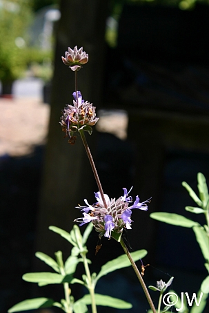 Salvia clevelandii x 'Pozo Blue' sage