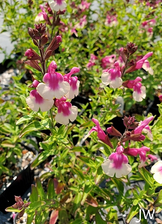 Salvia  'Mirage Rose Bicolor' sage