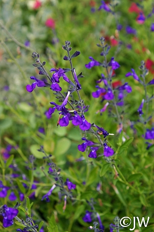 Salvia coahuilensis 'Purple Ginny' Coahuila sage