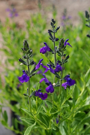 Salvia coahuilensis 'Purple Ginny' Coahuila sage