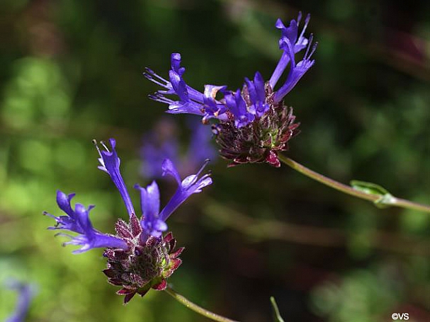 Salvia clevelandii 'Winnifred Gilman' fragrant sage