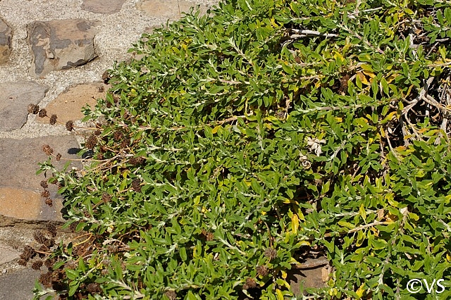 Salvia mellifera 'Terra Seca' black sage