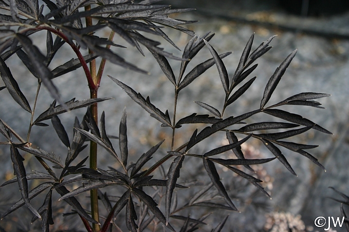 Sambucus nigra 'Black Lace' cut-leaf black elderberry
