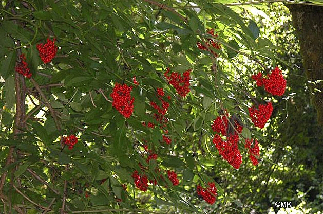 Sambucus racemosa  red elderberry