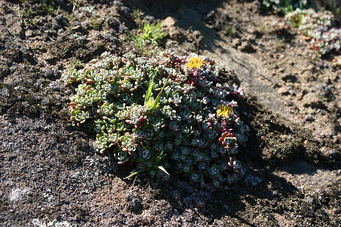 Sedum spathulifolium  Pacific stonecrop
