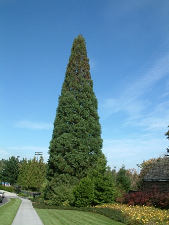Sequoiadendron giganteum  giant Sequoia, Sierra redwood