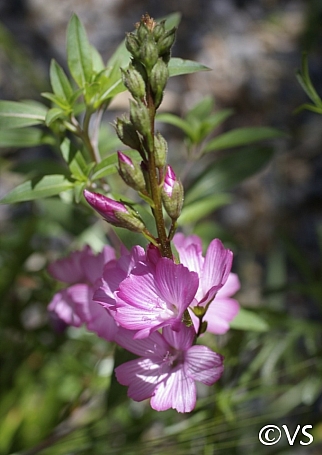 Sidalcea malviflora  checkerbloom