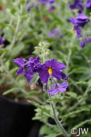 Solanum xanti 'Mountain Pride' purple nightshade