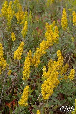 Solidago velutina ssp. californica  California goldenrod