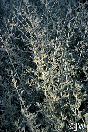 Teucrium fruticans 'Azureum' bush germander