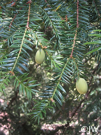 Torreya californica  California nutmeg