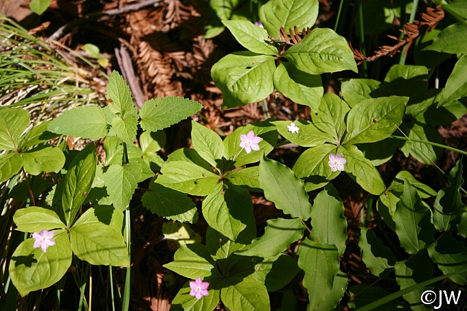 Trientalis latifolia  star flower
