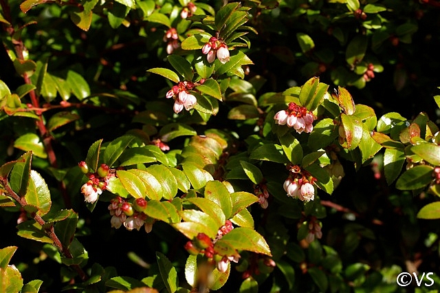 Vaccinium ovatum  evergreen huckleberry